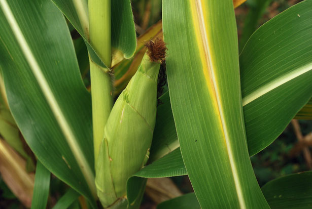 The High Fructose Corn Syrup Story