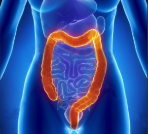 female colon