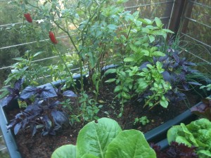 Earth Box Salad Gardens